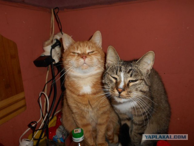 Жизнь домашнего приюта для котеек 114