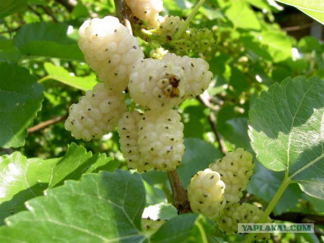 Как выглядели наши любимые продукты до того, как их собрали ч.2