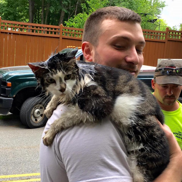 Пожарные спасли жизнь кошки, застрявшей в сливе