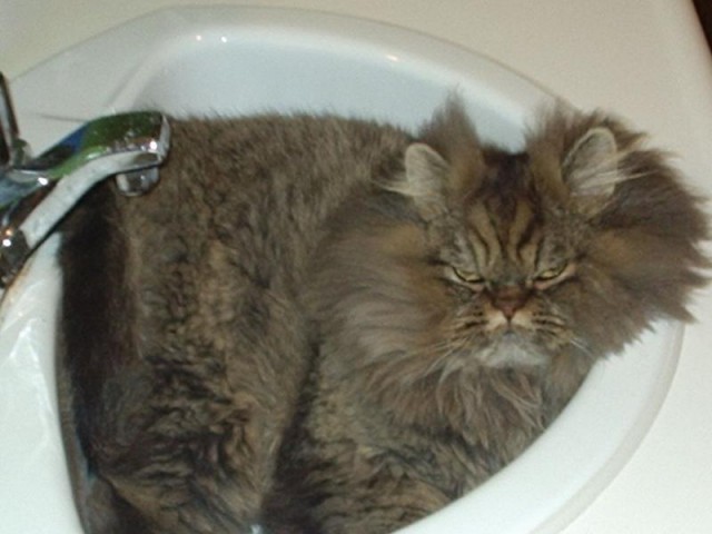 Коты из сети