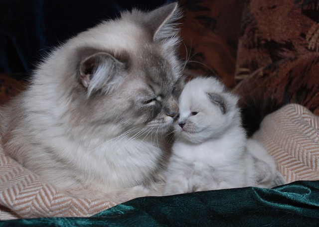 Коты из сети