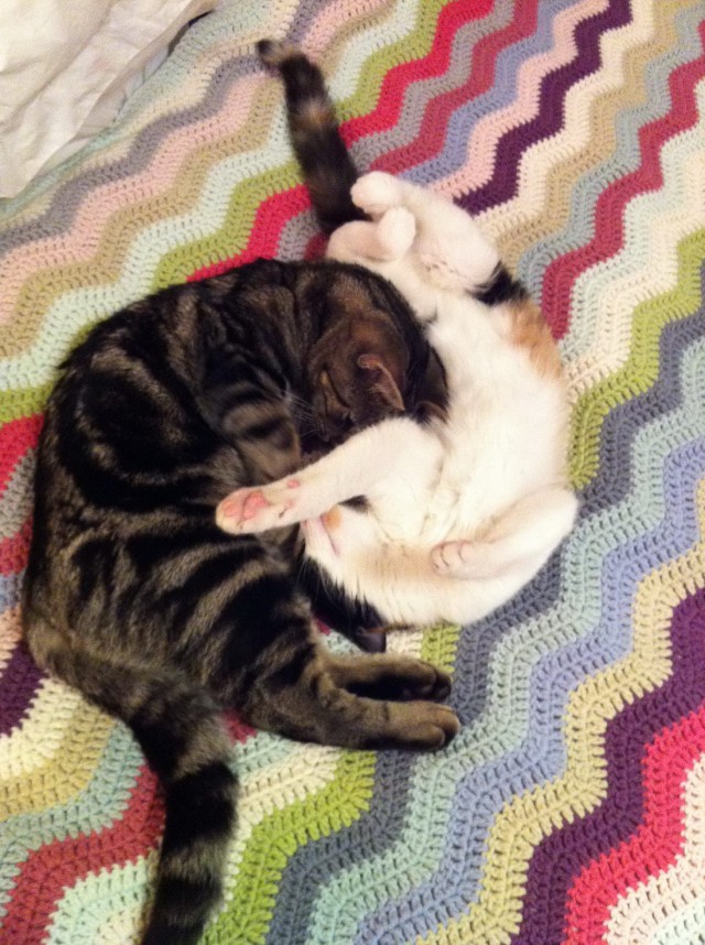 Коты и Кошки