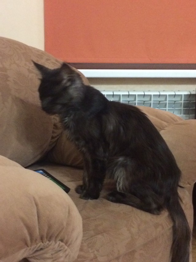 Котовторник 31.10.2017