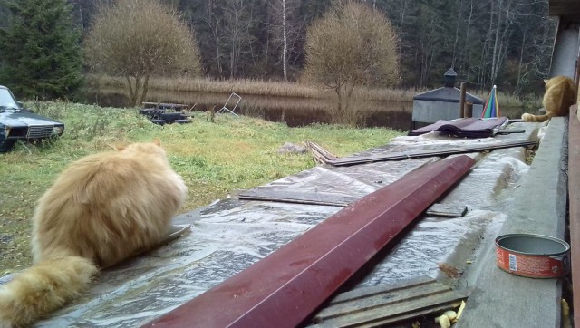 Котовторник