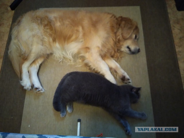 Котовторник 9.01.2018