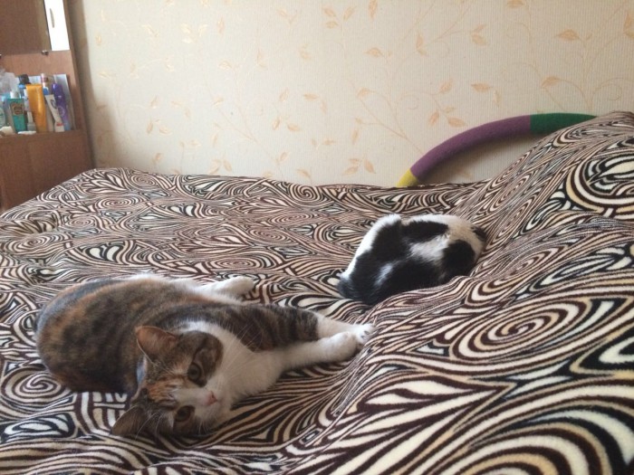 Котовторник 27.02.2018 наступил!