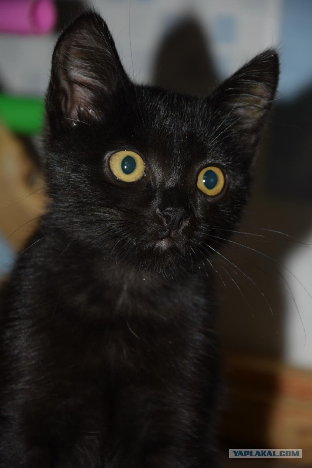 Котовторник 20.03.2018