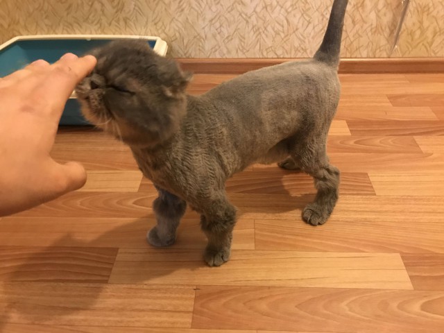 Котовторник ждали? А вот и он!