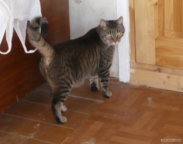 Котовторник на ЯПлакалъ (03.06), котята (31 шт)