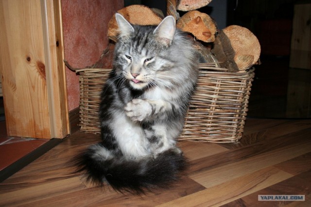 Котовторник на ЯПлакалъ! От числа 09.09.08