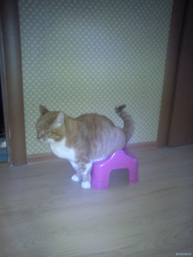 Коты, кошки и котята