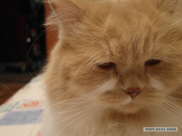 Котовторник. А как же?!