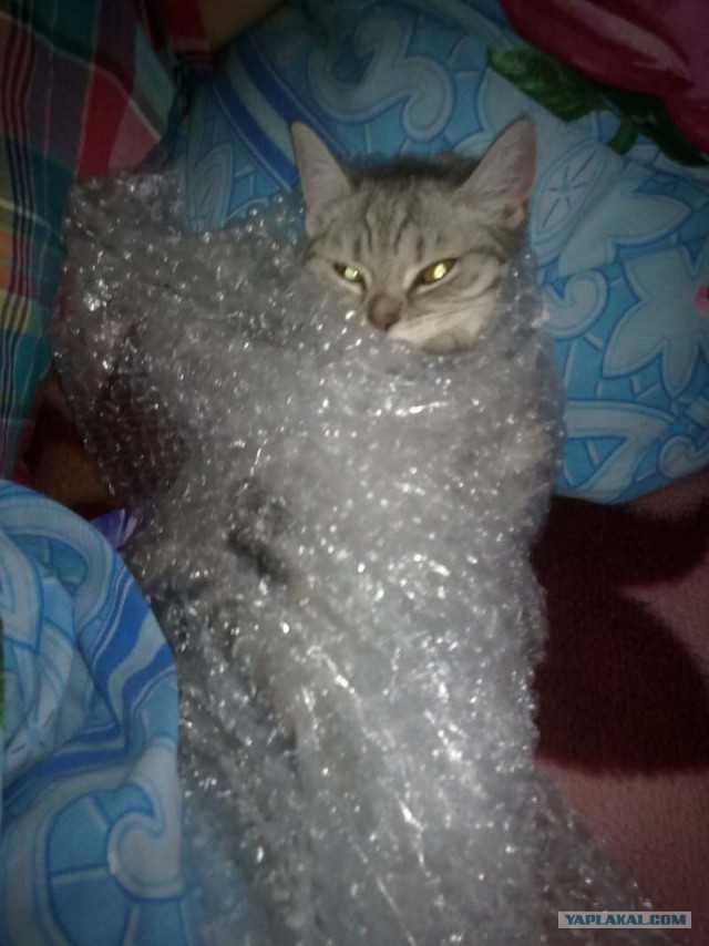 Котейкин вторник! Космический 12.04!