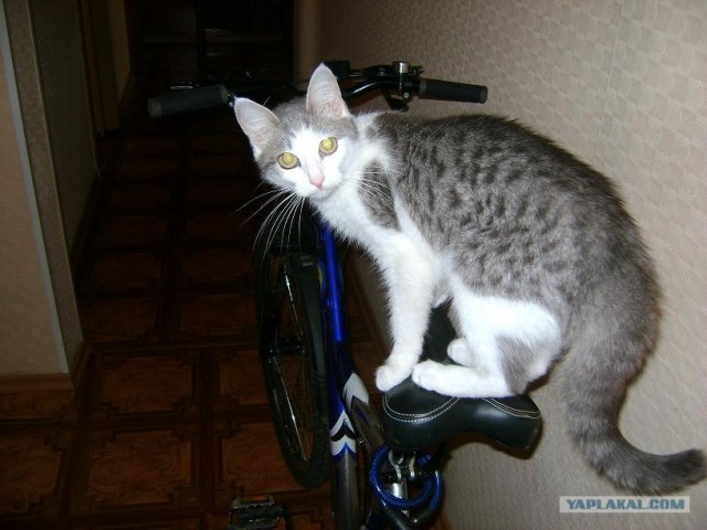 Котовторник