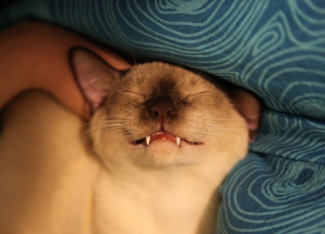 Котовторник на середину июня