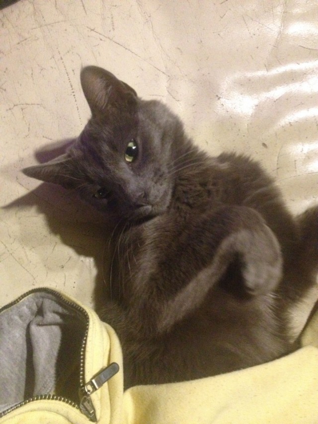 Для чего созданы коты