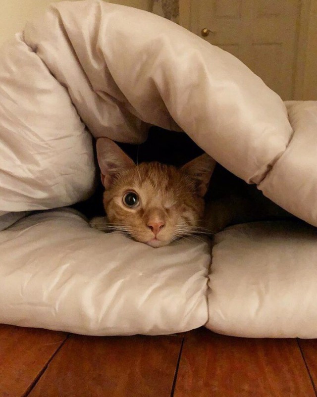 Прикольных котов пост