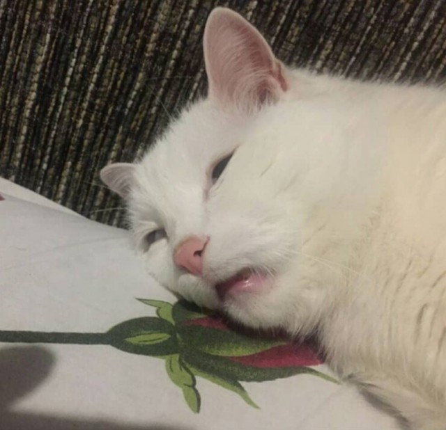 Прикольных котов пост
