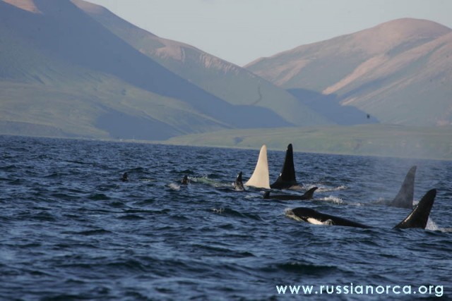 На Камчатке нашли уникальную белую касатку