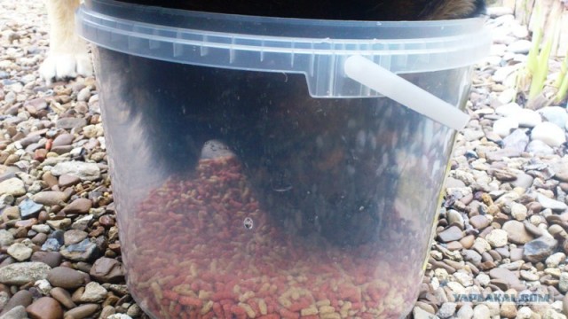 Котовторник   5.06.2012