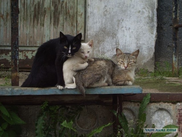 Котовторник  19.06.2012