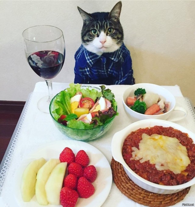 Прикольных котов пост