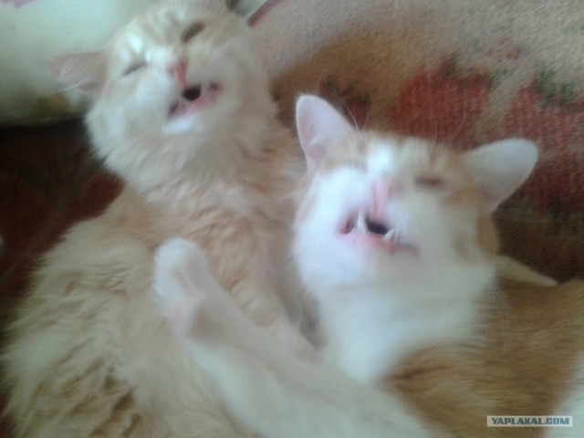 Котовторник  4.09.12