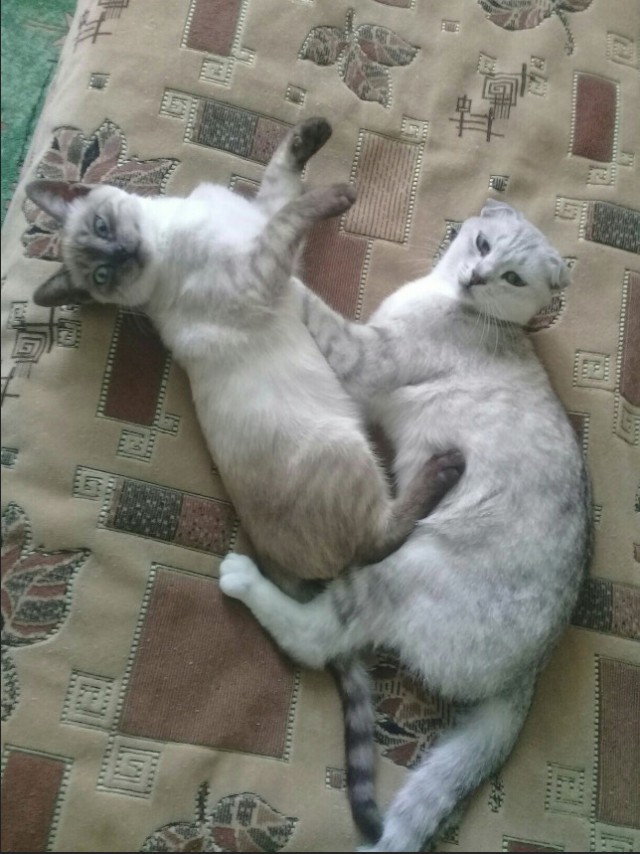 Забавные фото котеек