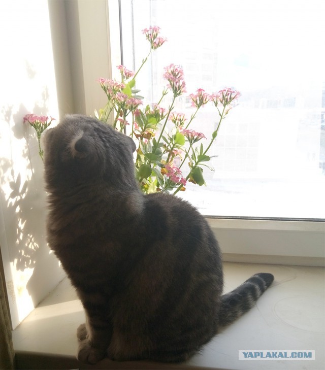 Котовторник 12.02.2019