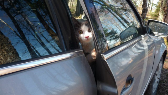 Котовторник! начнем? 04.06.19