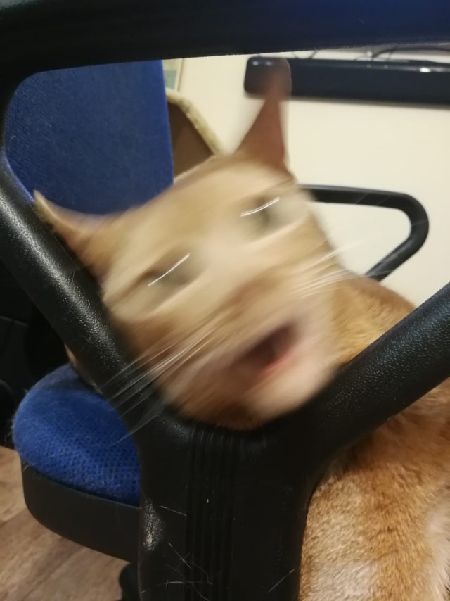 Котовторник от генерала мяу