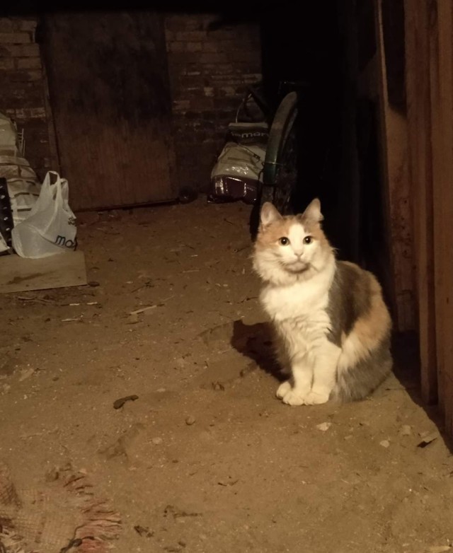 Котики
