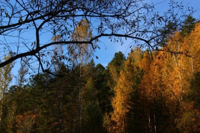 Новосибирская осень. Фотокарточки
