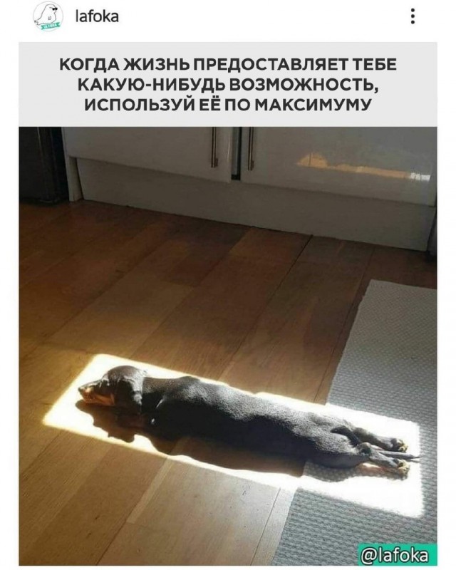 Декабрьский пикчемёт