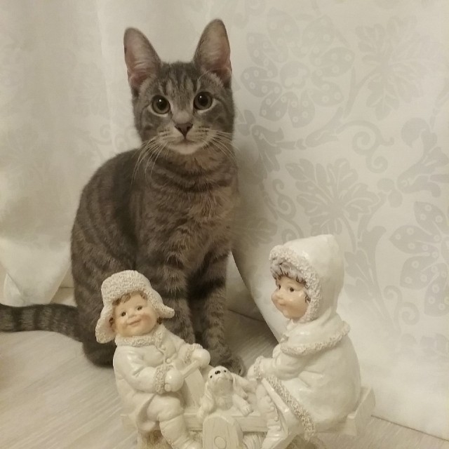 Подборка забавной живности