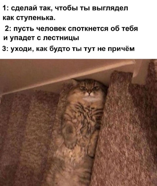 Картинки с надписями и котами