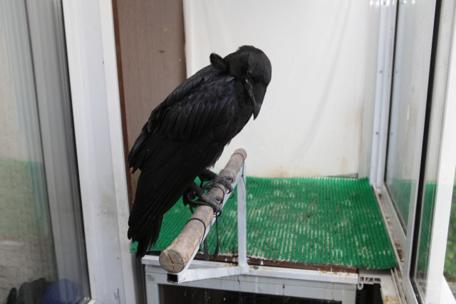 Ворон: Купание