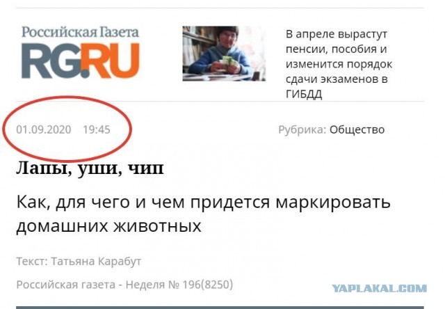 В Думу внесен законопроект об обязательной регистрации собак и кошек