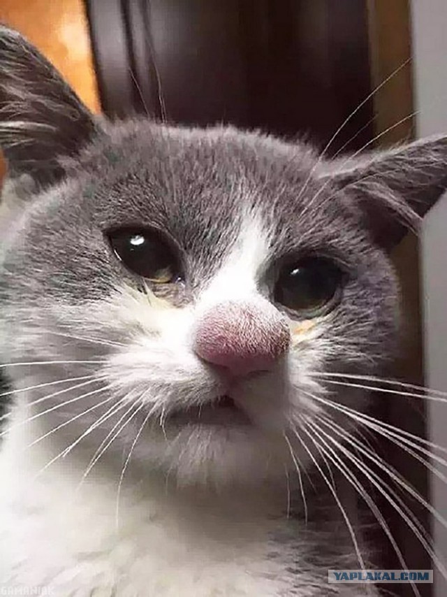 Пёсели, которых ужалила пчела