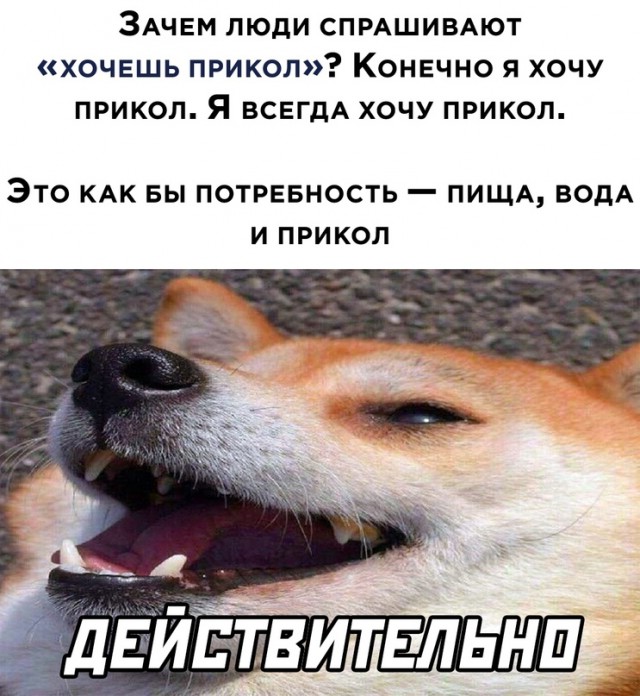 Весёлый полтишок 16.07
