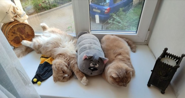 Котовторник 14.09.2021