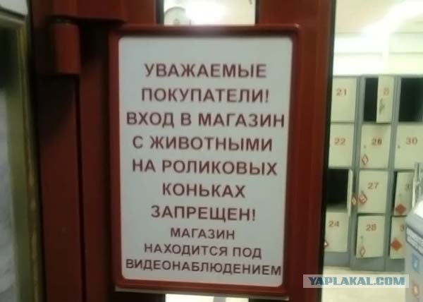 Собакам на роликах нельзя!