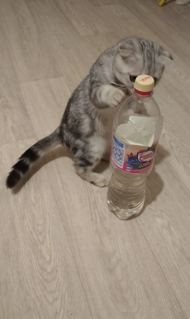 Долой политику, ура котикам!