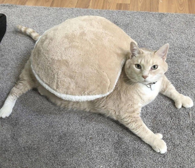 Весёлые картинки 13.04.2022