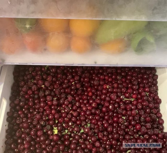 Шпанка попёрла