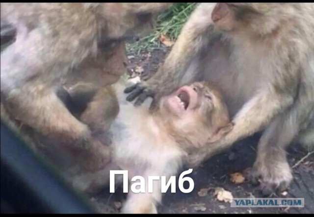 Уголёк чётко исполнил ...
