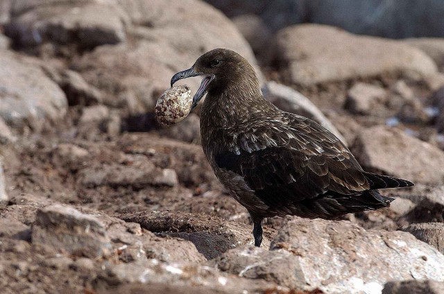 Северный ледовитый океан