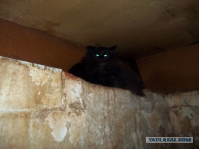Жизнь домашнего приюта для котеек 428