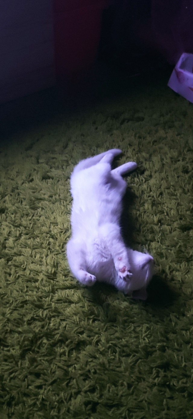 Котовторнику посвящается!