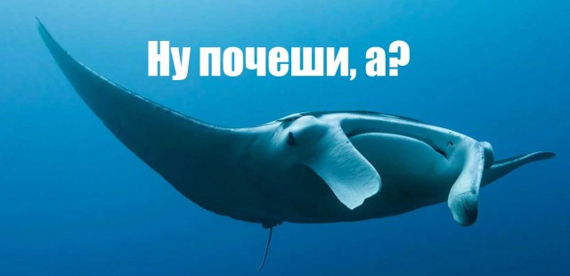 Манту мочить можно!